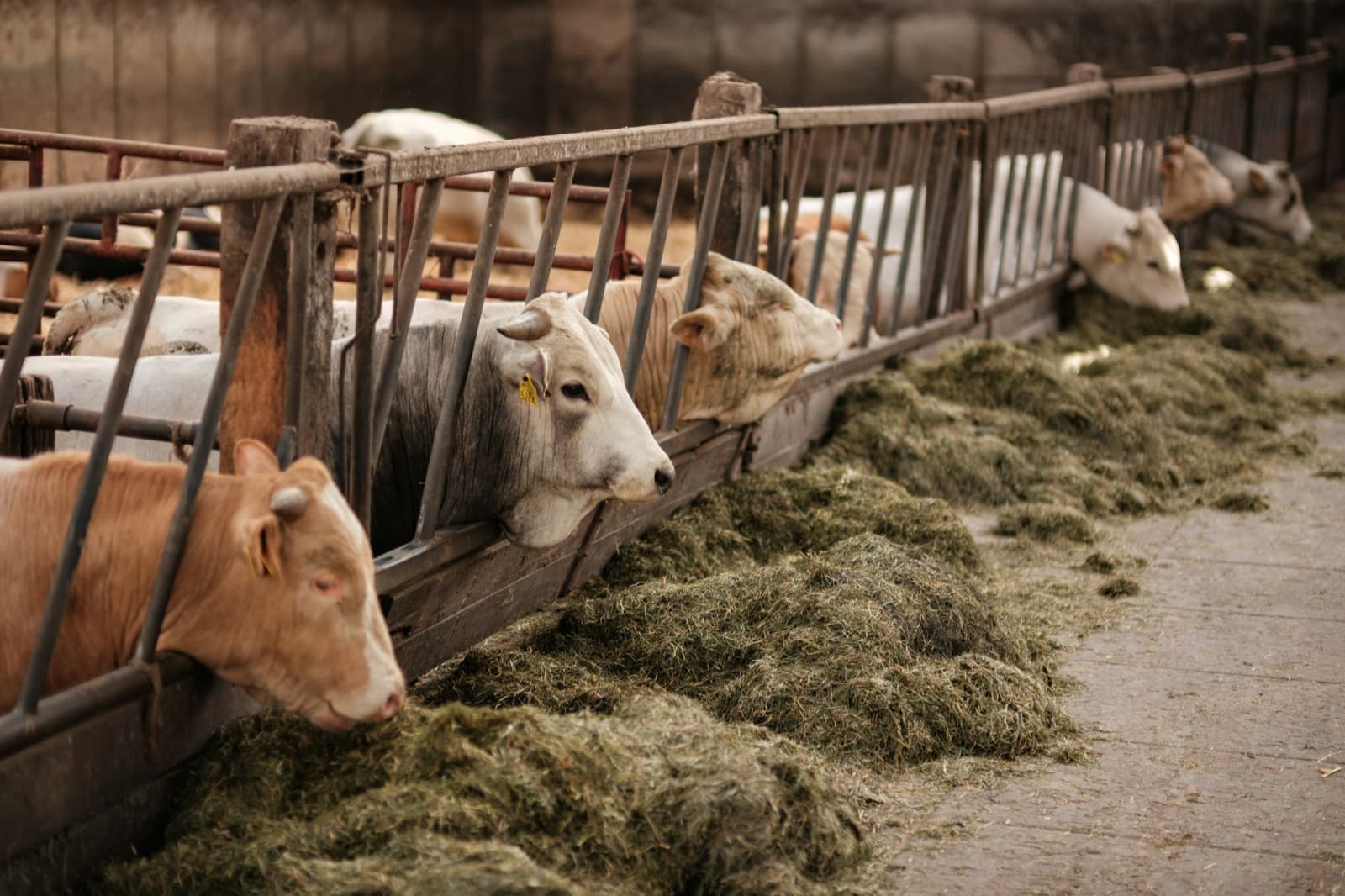 Supporting photo on the For Farmers page